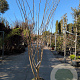 Albizia julibrissin 200-250 cm draadkluit meerstammig 140-160 diameter