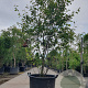 Amelanchier lamarckii 200-250 cm container extra