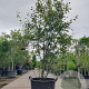 Amelanchier lamarckii 200-250 cm container extra