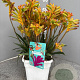 Anigozanthos flavidus GM C3
