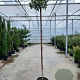 Arbutus unedo 200 cm stam container 8-10