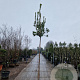 Arbutus unedo 200 cm stam container 8-10