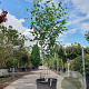 Betula utilis jacquemontii 200-250 cm container meerstammig extra