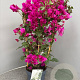 Bougainvillea gl. 'Sanderiana' 50-60 cm 4,5L