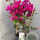 Bougainvillea gl. 'Sanderiana' 50-60 cm 4,5L