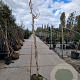 Campsis radicans 200-250 cm container meerstammig