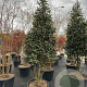 Camellia sasanqua 200-250 cm container meerstammig
