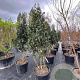 Camellia sasanqua 200-250 cm container meerstammig