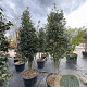 Camellia sasanqua 200-250 cm container meerstammig