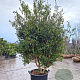Camellia sasanqua 250-300 cm container meerstammig