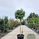 Camellia sasanqua 80 cm stam container kroon 100-125