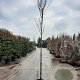 Cercis can. 'Forest Pansy' 180 cm stam container 8-10