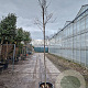 Cercis can. 'Forest Pansy' 200 cm stam container 8-10