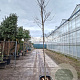 Cercis can. 'Forest Pansy' 200 cm stam container 8-10