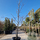 Cercis can. 'Forest Pansy' 300-350 cm container meerstammig