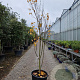 Cercis can. Red Force 250-300 cm cont. 70L