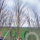 Cercidiphyllum japonicum 250-300 cm container meerstammig