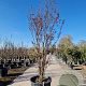 Cercidiphyllum j. 'Rotfuchs' 250-300 cm cont. 160L