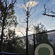 Cercis siliquastrum 200 cm stam container 20-25 leiboom