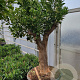 Citrus sinensis 50 cm container 60-80