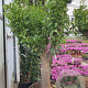 Citrus sinensis 50 cm stam container 50-60 pompon