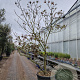 Clerodendrum trichotomum 250-300 cm container meerstammig extra