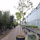 Clerodendrum trichotomum 300-350 cm container meerstammig karakter