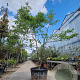 Cornus florida rubra 350-400 cm container