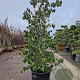 Cornus hongkongensis 200-250 cm container meerstammig