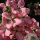 Cornus k. 'Fireworks' 250-300 cm container meerstammig