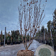 Cornus k. 'Milky Way' 250-300 cm draadkluit meerstammig solitair