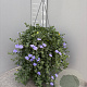 Convolvulus sabatius GM C6L
