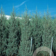 Cupressus ariz. 'Fastigiata' 200-250 cm container meerstammig