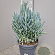 Curio ficoides 'Mount Everest' GM 9L
