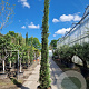 Cupressus semp. 'Pyramidalis' 350-400 cm cont. 70L