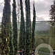 Cupressus semp. 'Pyramidalis' 450-500 cm container
