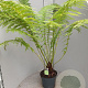 Dicksonia antarctica GM Per 300 Zaden
