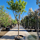 Diospyros kaki 'Rojo Brillante' 190 cm stam container 16-18