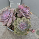 Echeveria Purple Pearl GM 9L