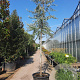 Elaeagnus angustifolia 200 cm stam container 20-25 leiboom