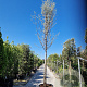 Elaeagnus angustifolia 200 cm stam container 25-30