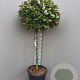 Elaeagnus ebb. 'Compacta' 80 cm stam container kroon 80-100