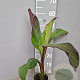 Ensete ventricosum 'Maurelii' P12