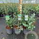 Eucalyptus gunnii 40-50 cm 3,0L