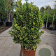 Euonymus jap. 'Medio-pictus' 80-100 cm 2,5L