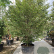 Fagus syl. 'Aspleniifolia' 275-300 cm container struik