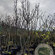 Ficus carica 250-300 cm container meerstammig