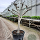 Ficus carica 250 cm stam container 20-25