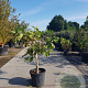 Ficus carica 250 cm stam container 20-25