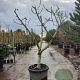 Ficus carica 250 cm stam container 20-25